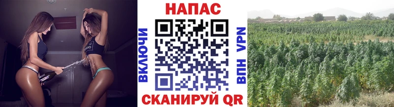 Бошки Шишки план Городец
